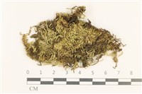 藏品(細枝青蘚)的圖片