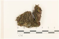 藏品(紫色真蘚)的圖片