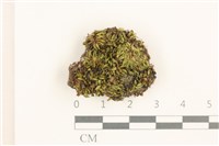 藏品(灰黃真蘚)的圖片