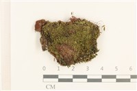 藏品(叢生真蘚)的圖片