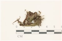 藏品(蛇苔)的圖片