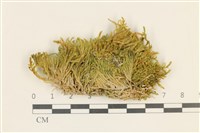 藏品(柔軟櫛葉蘚)的圖片