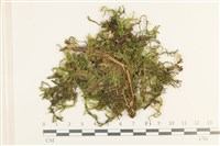 藏品(卵葉青蘚)的圖片