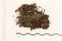 藏品(卷葉仙鶴蘚)的圖片