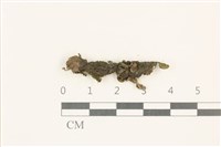 藏品(蛇苔)的圖片