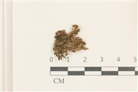 藏品(日本蛇苔)的圖片