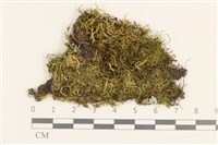 藏品(東亞小錦蘚)的圖片