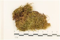 藏品(東亞小錦蘚)的圖片