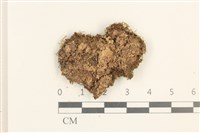 藏品(多胞裂萼苔)的圖片