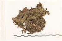 藏品(蛇苔)的圖片