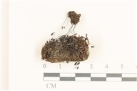 藏品(叢生真蘚)的圖片