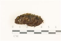 藏品(臺灣曲柄蘚)的圖片