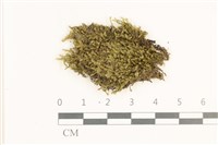 藏品(鞭苔,三裂鞭苔)的圖片