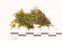 藏品(花錦蘚)的圖片