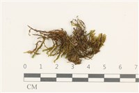 藏品(小牛舌蘚)的圖片