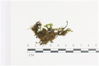 藏品(雲南灰氣蘚)的圖片