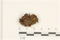 藏品(綠片苔)的圖片
