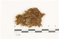 藏品(印度扭口蘚)的圖片