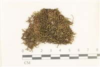 藏品(鞭苔,三裂鞭苔)的圖片