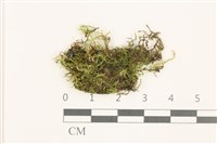 藏品(疣柄青蘚)的圖片