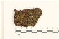 藏品(蕊形真蘚)的圖片