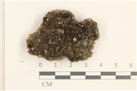 藏品(蕊形真蘚)的圖片