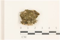 藏品(刺葉護蒴苔)的圖片