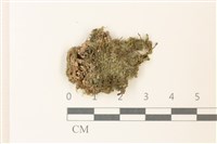 藏品(鉤瓣大萼苔)的圖片