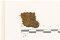 藏品(蛇形唇鱗苔)的圖片