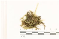 藏品(短肋雉尾蘚)的圖片