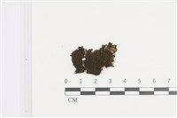 藏品(小頂鱗苔)的圖片