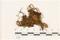 藏品(小牛舌蘚)的圖片