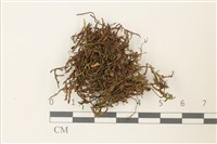 藏品(皺葉牛舌蘚)的圖片