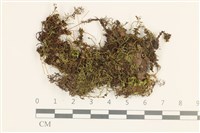 藏品(仙鶴蘚)的圖片