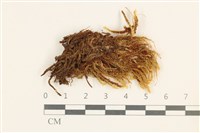 藏品(沼澤皺蒴蘚)的圖片