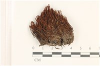 藏品(硬葉扭口蘚)的圖片