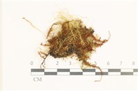 藏品(鞭枝懸蘚)的圖片