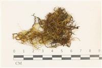 藏品(鞭枝懸蘚)的圖片