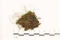 藏品(寬葉短月蘚)的圖片