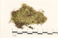 藏品(細枝青蘚)的圖片