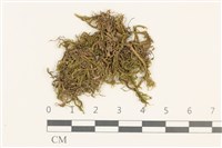 藏品(細枝青蘚)的圖片