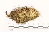 藏品(羽枝青蘚)的圖片