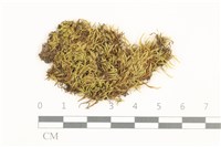 藏品(長肋青蘚)的圖片