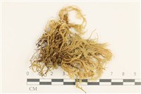 藏品(溪邊青蘚)的圖片