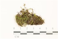 藏品(長葉青蘚)的圖片