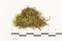 藏品(卵葉青蘚)的圖片