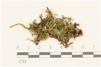 藏品(扁灰蘚)的圖片