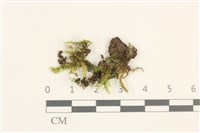 藏品(扁灰蘚)的圖片