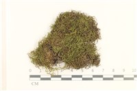 藏品(短尖燕尾蘚)的圖片