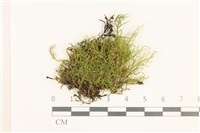 藏品(燕尾蘚)的圖片